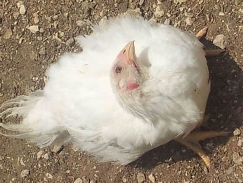 newcastle disease in chickens